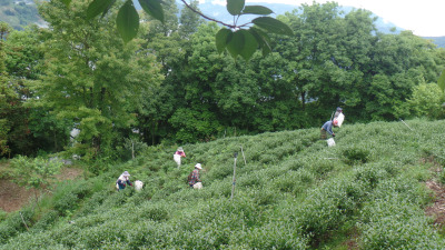 部落原住民小農的美麗與哀愁