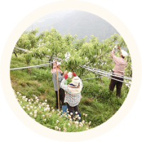 新事陪伴尖石鄉的原民果農走過21個年頭，在果農努力及新事社工、青年志工與教會夥伴的共同協作下，阿朗水蜜桃順利銷售及供應給支持者