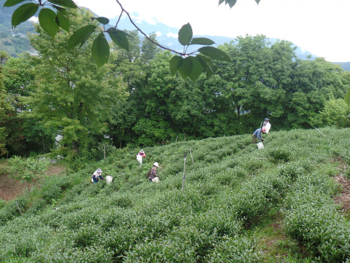 部落原住民小農的美麗與哀愁